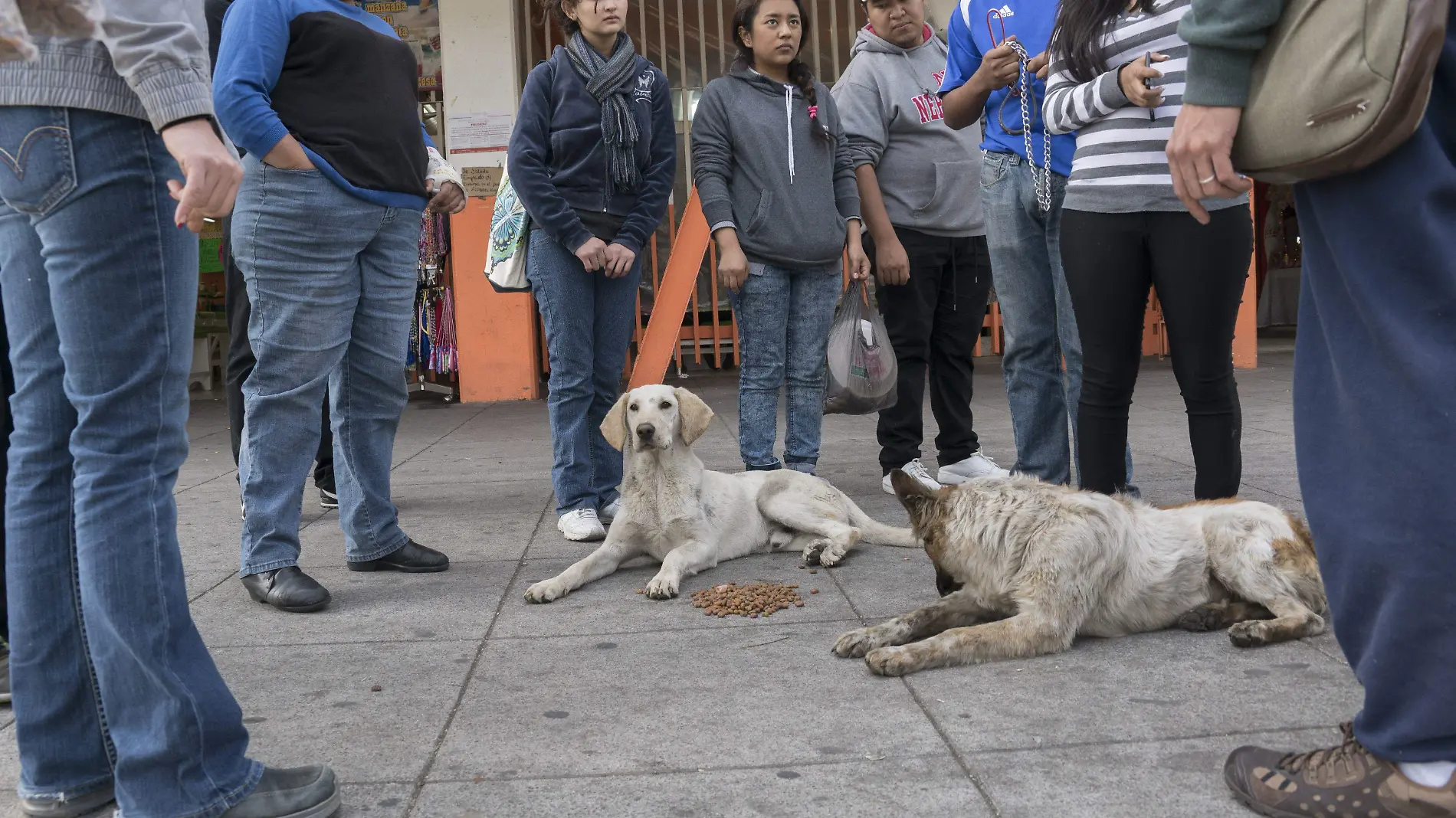 perros peregrinosQ CUARTOSCURO